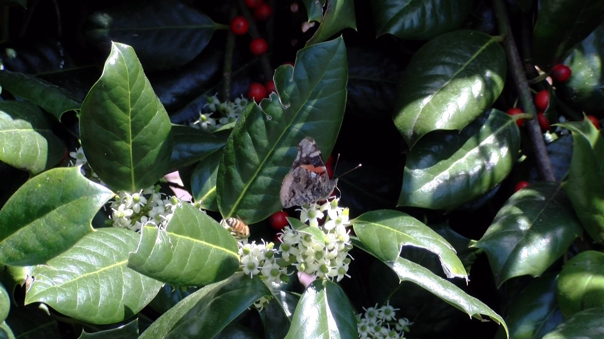 Pollinators on Holly flowers